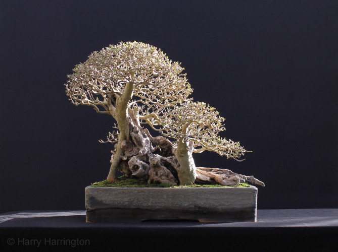 Privet bonsai